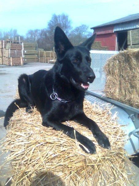 Schæferhund Molli  billede 12