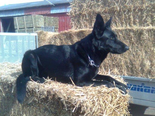 Schæferhund Molli  billede 13