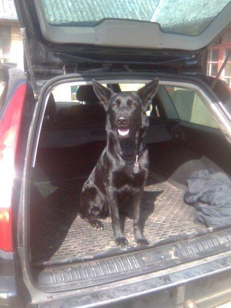 Schæferhund Molli  billede 14