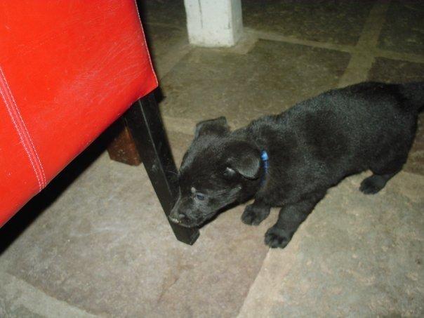 Schæferhund Molli  billede 17