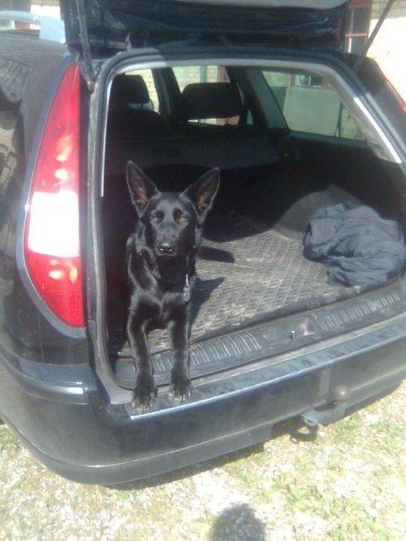 Schæferhund Molli  billede 18