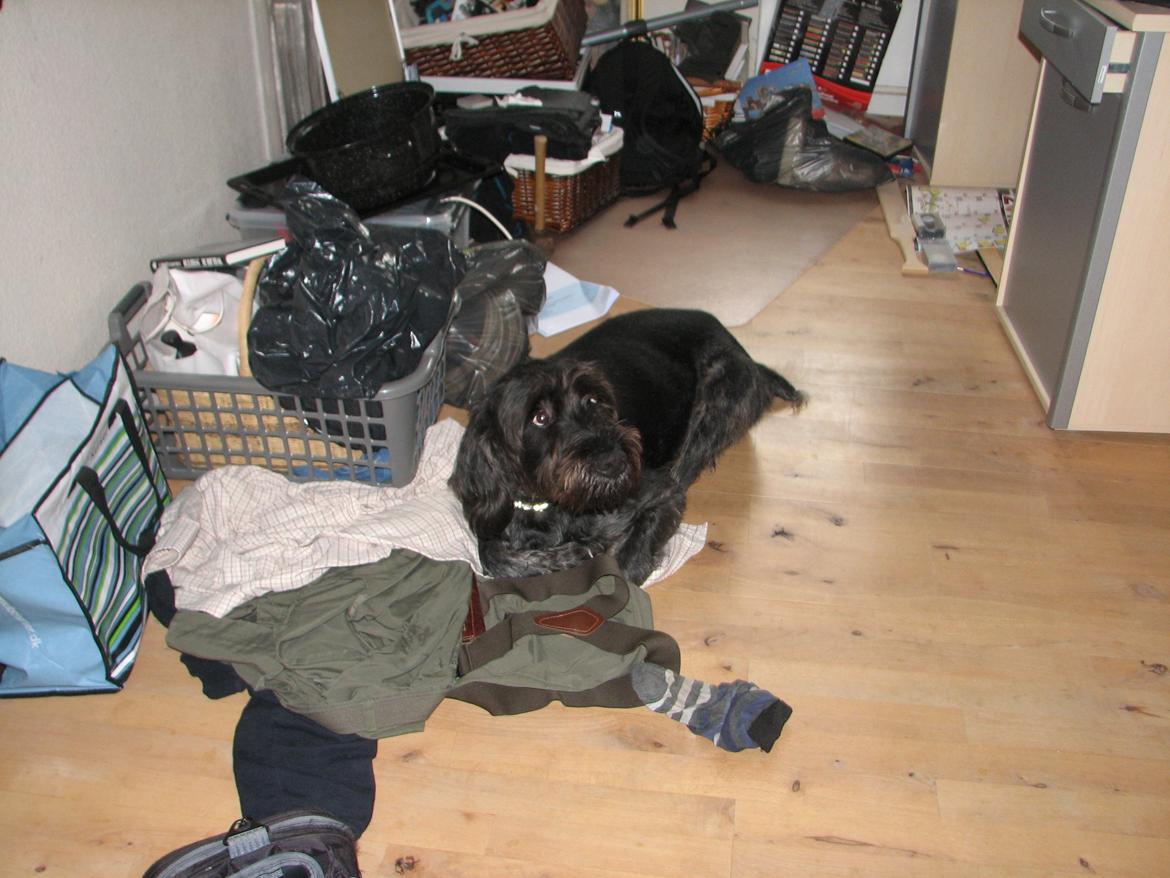 Ruhåret hønsehund Cent - Velkommens til Cent's profil. billede 2