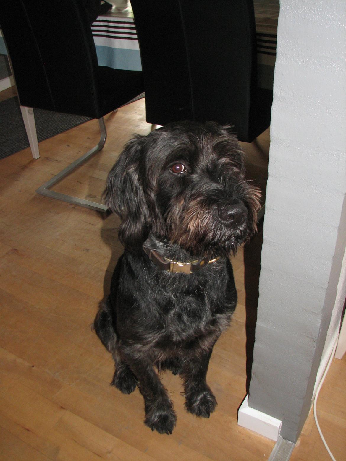 Ruhåret hønsehund Cent billede 3