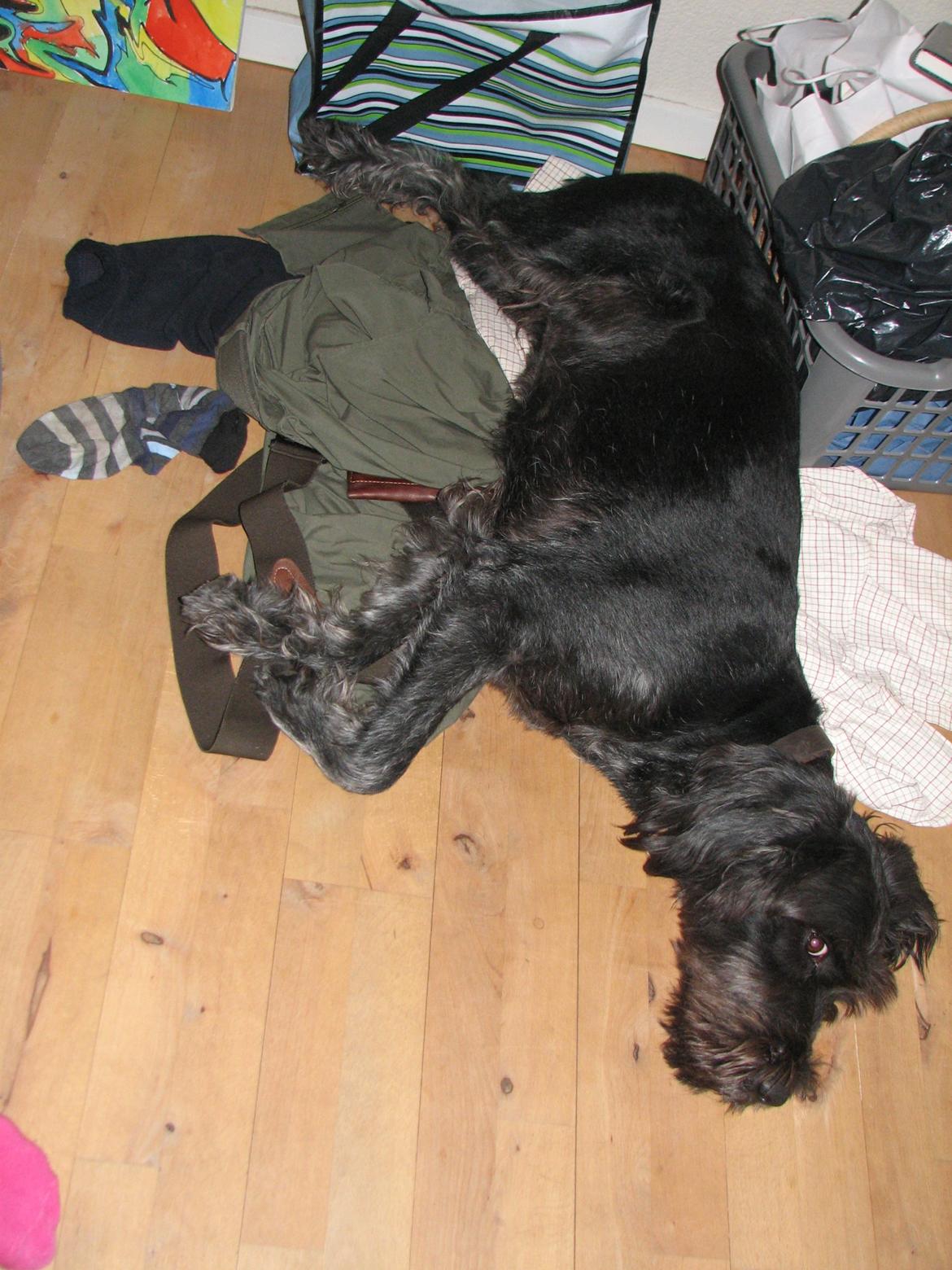 Ruhåret hønsehund Cent billede 4