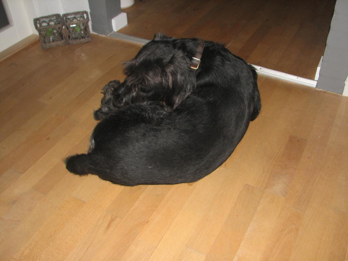 Ruhåret hønsehund Cent billede 5