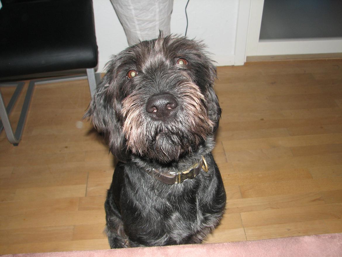 Ruhåret hønsehund Cent billede 6