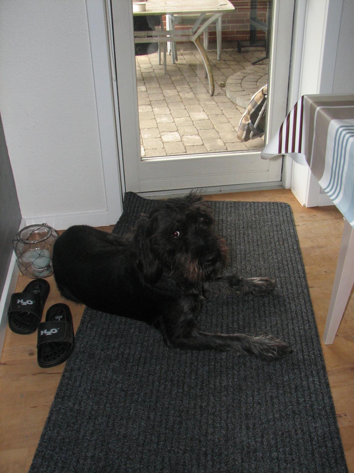 Ruhåret hønsehund Cent billede 7