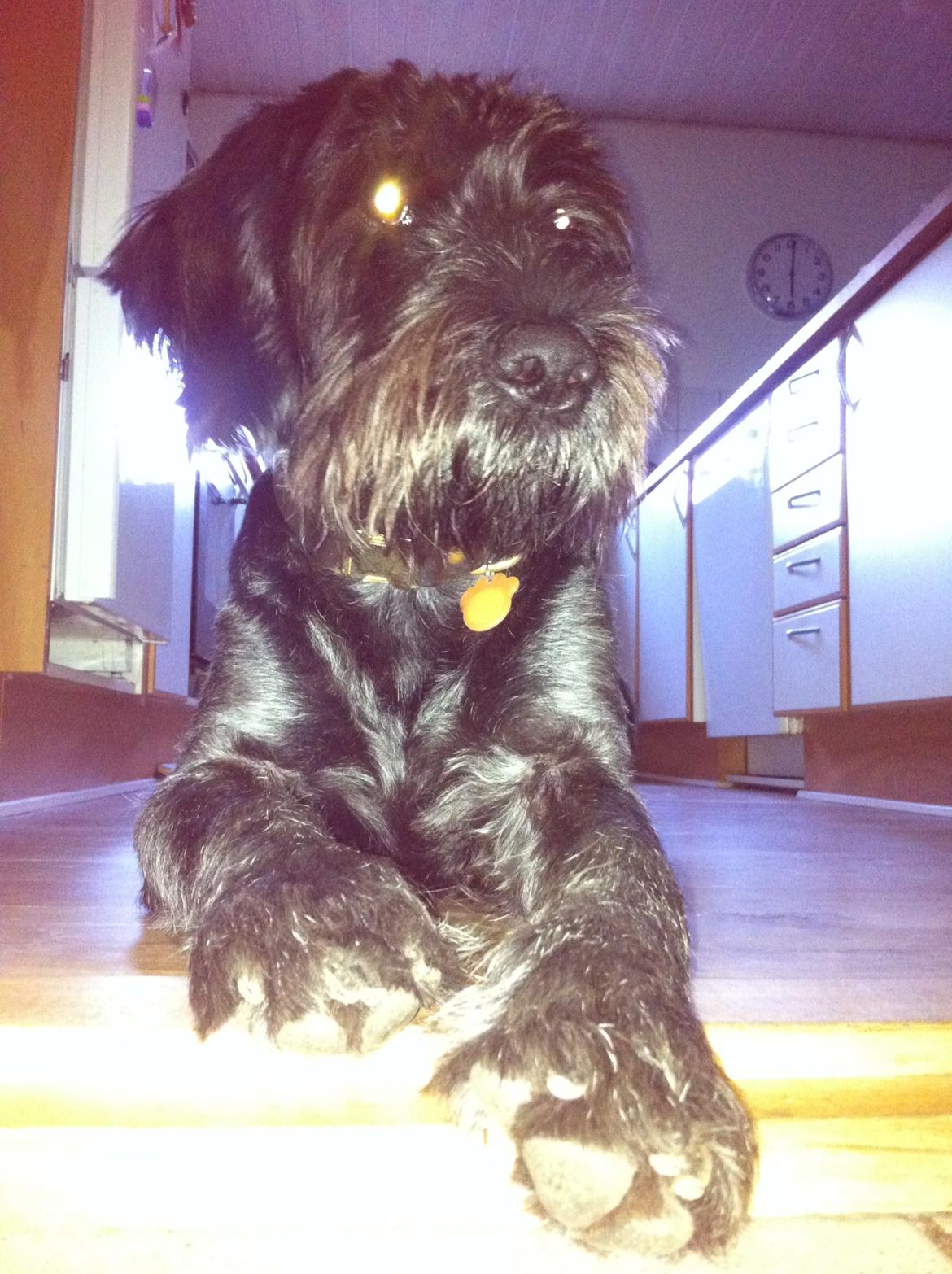 Ruhåret hønsehund Cent billede 8