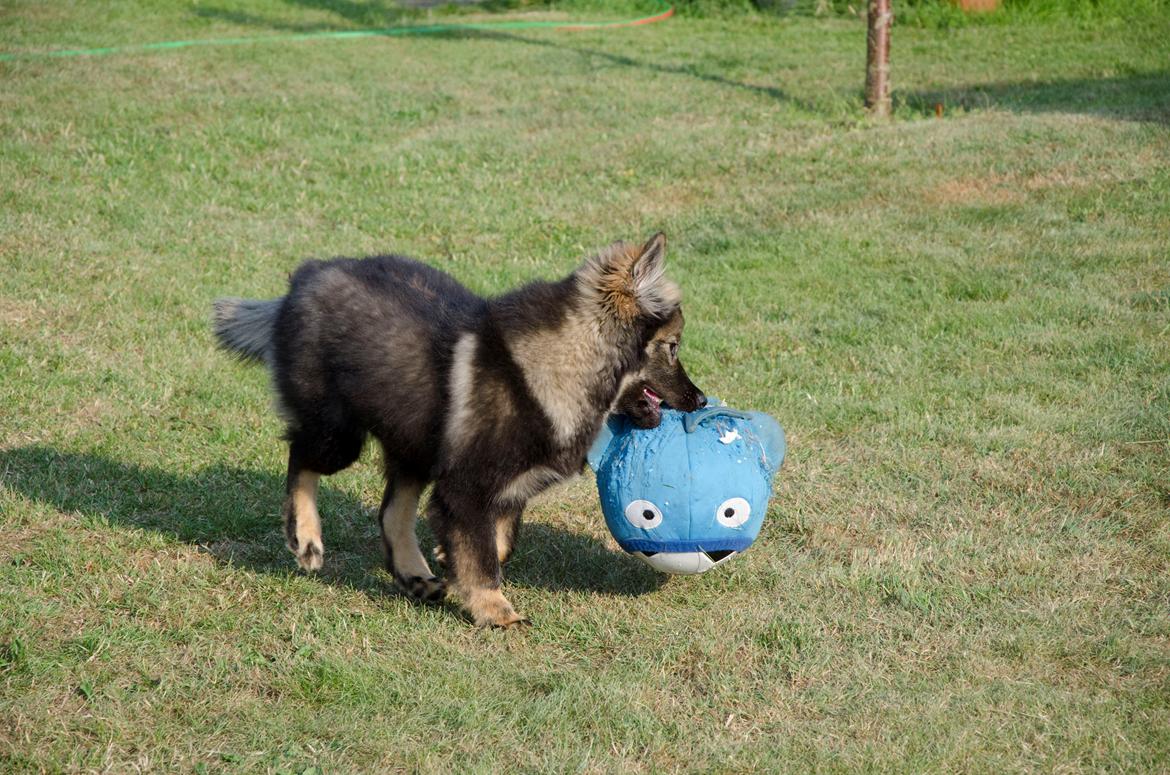 Finsk lapphund Outlaw Roxy billede 14