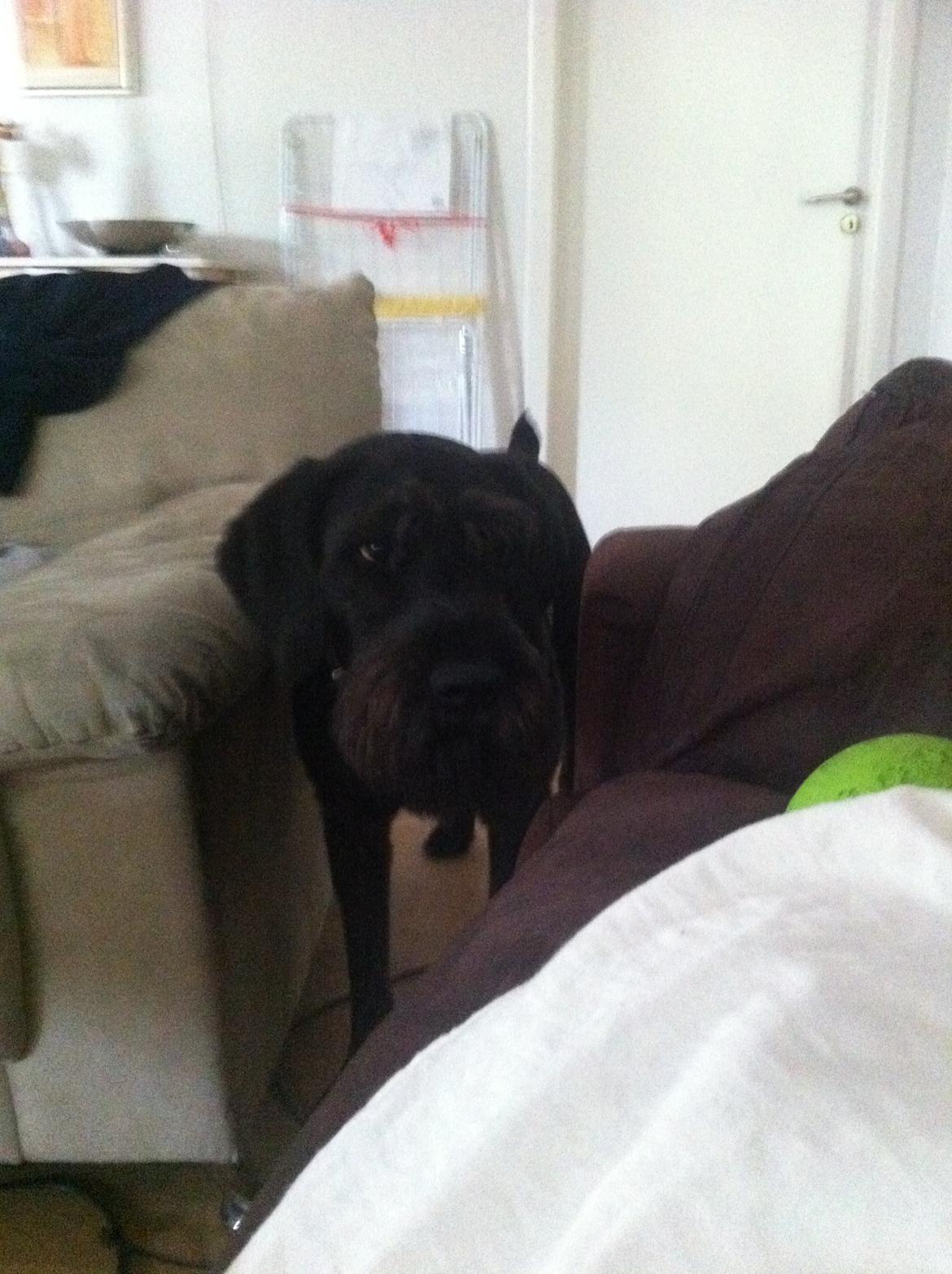 Ruhåret hønsehund Cent billede 9