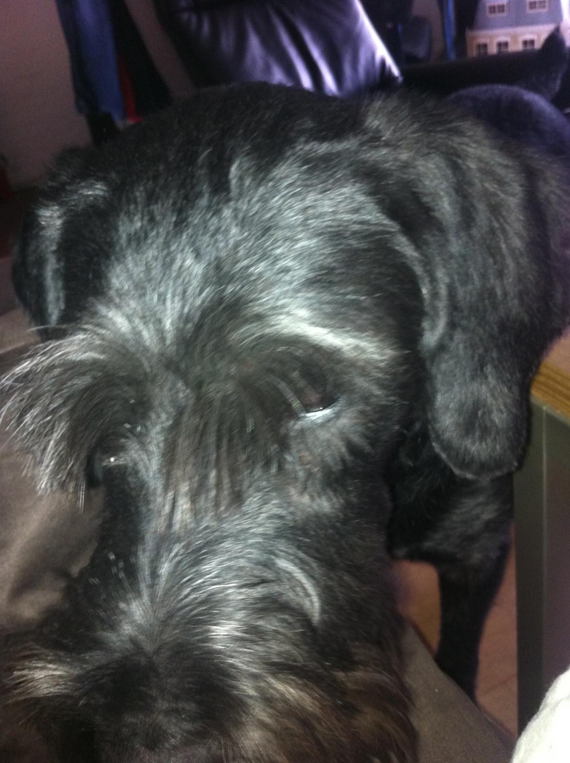 Ruhåret hønsehund Cent billede 10