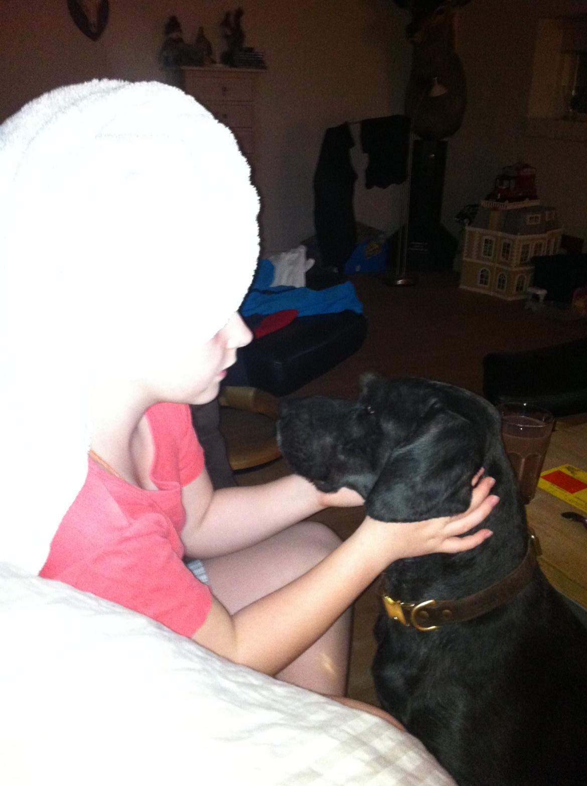 Ruhåret hønsehund Cent - Fra dengang han ikke var så gammel. <3 billede 11