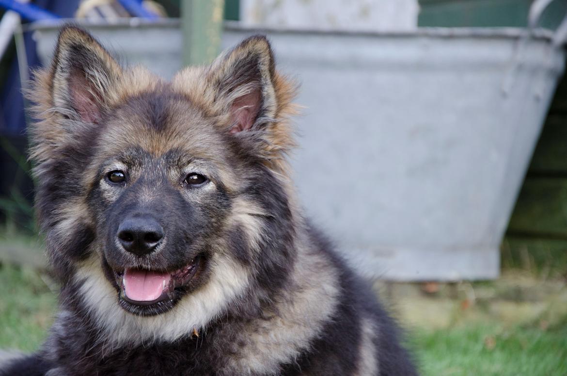 Finsk lapphund Outlaw Roxy billede 15
