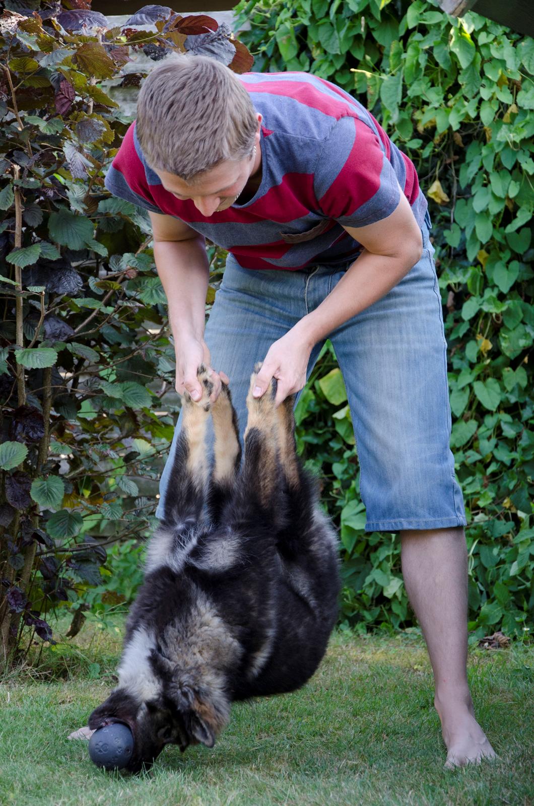 Finsk lapphund Outlaw Roxy billede 16