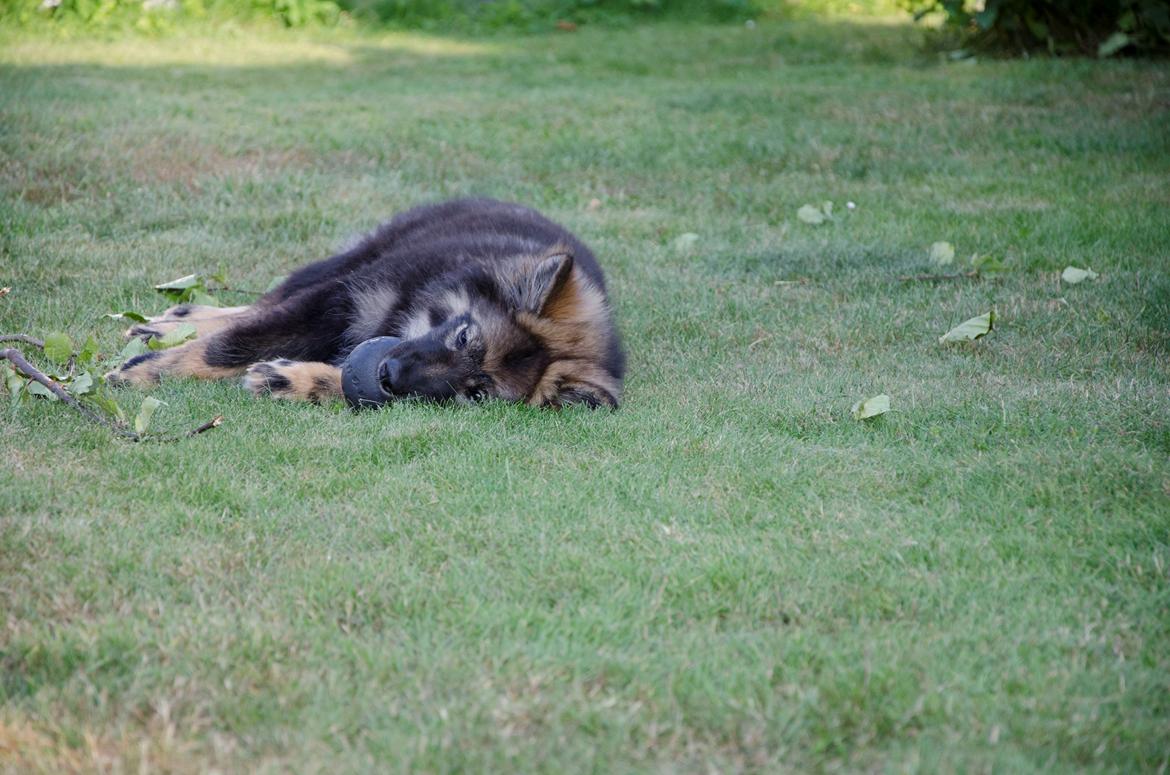 Finsk lapphund Outlaw Roxy billede 17