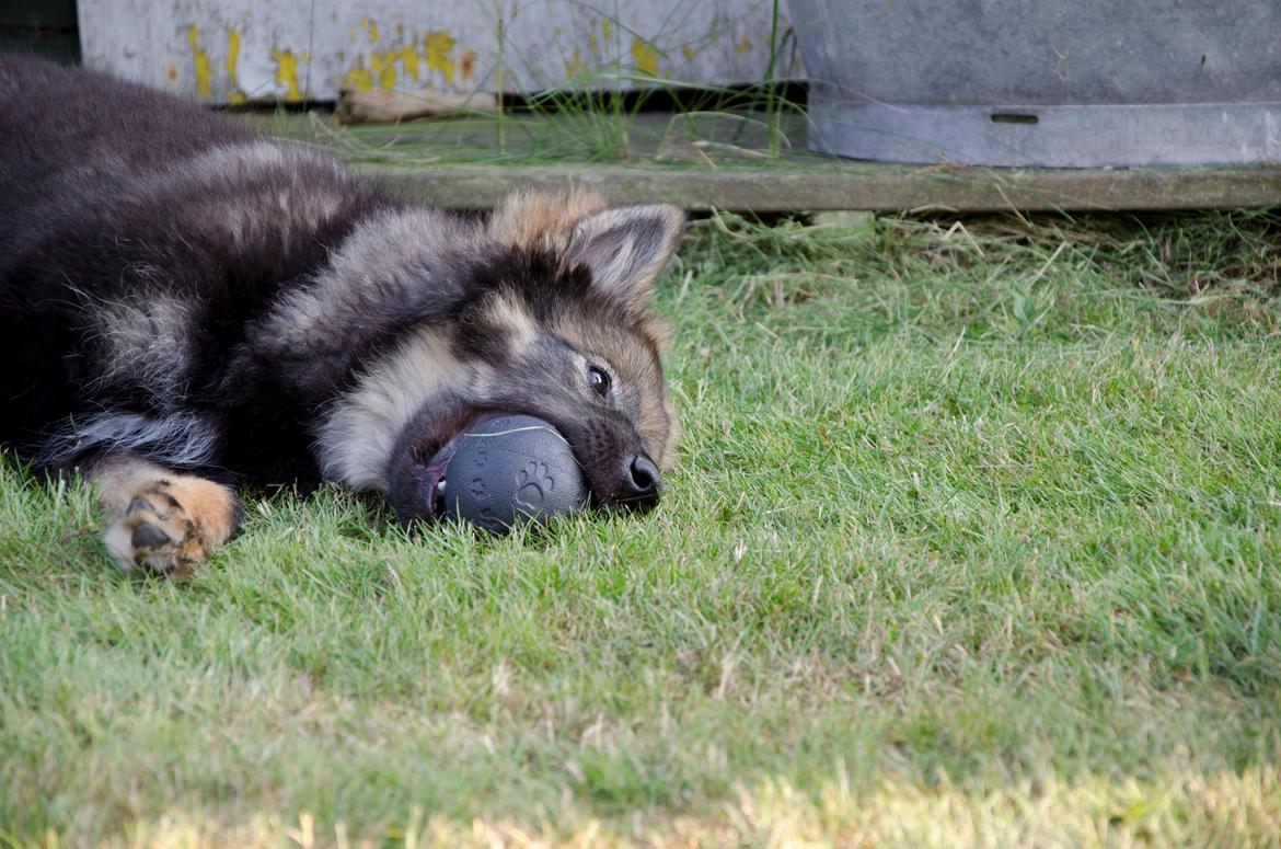 Finsk lapphund Outlaw Roxy billede 18