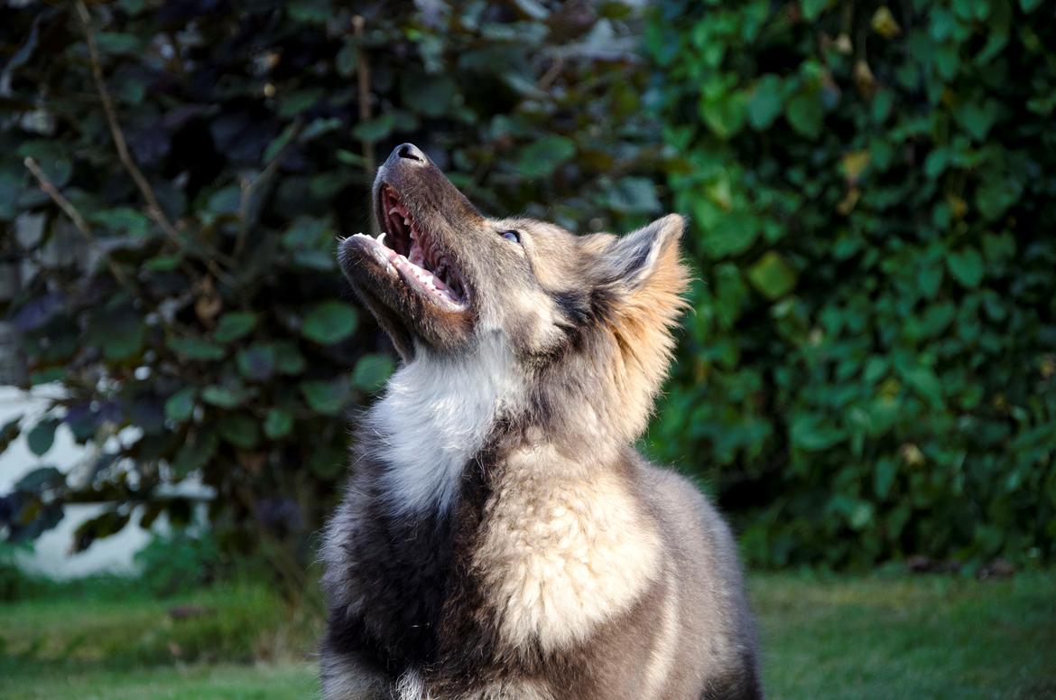 Finsk lapphund Outlaw Roxy billede 19