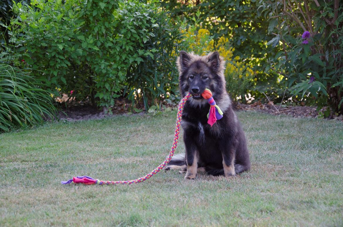 Finsk lapphund Outlaw Roxy billede 20