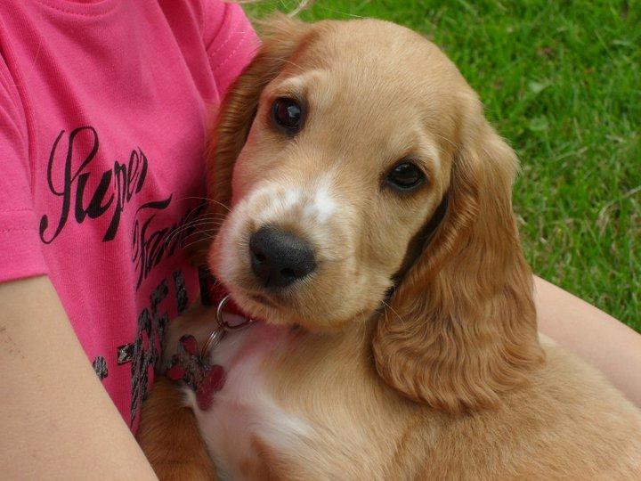 Cocker spaniel Chica - Chica billede 1