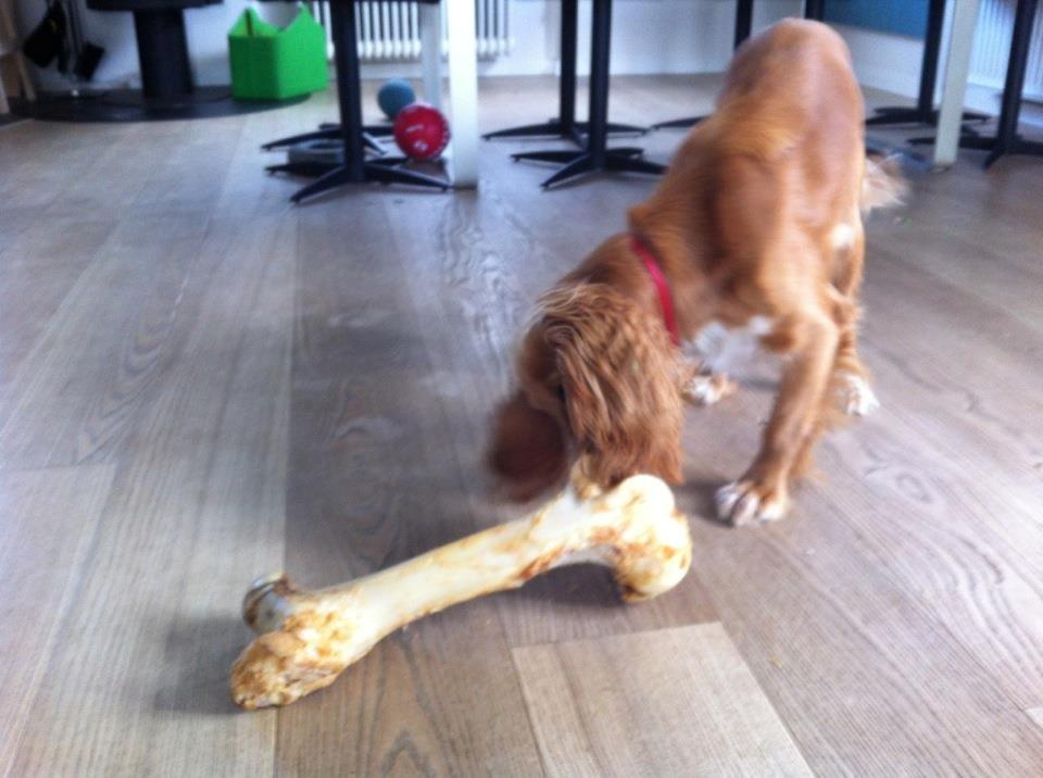 Cocker spaniel Chica - en gave billede 10