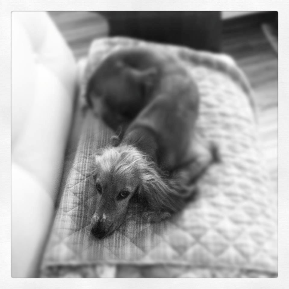 Cocker spaniel Chica - en træt hund billede 12