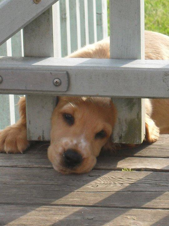 Cocker spaniel Chica - nysgeri billede 3