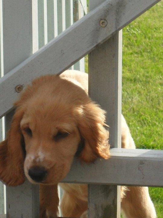 Cocker spaniel Chica - jeg er der næsten billede 4