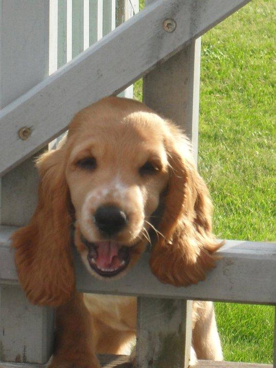 Cocker spaniel Chica - hjælp jeg sider fast!! billede 5