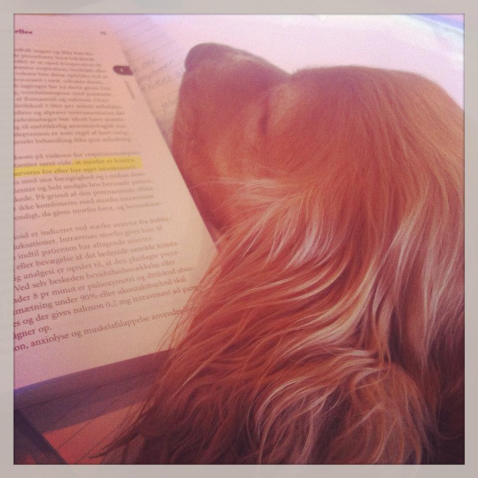 Cocker spaniel Chica - en meget lærd hund billede 13