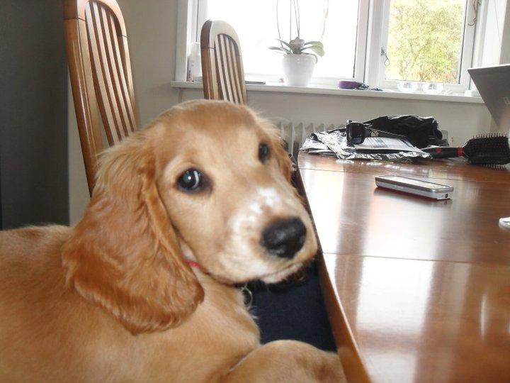 Cocker spaniel Chica - ved bordet billede 9