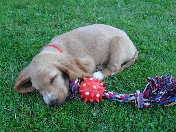 Cocker spaniel Chica - så lille billede 2