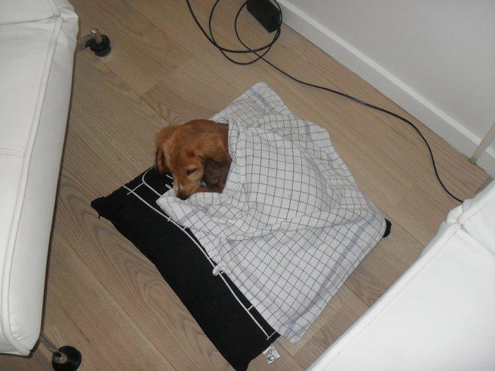 Cocker spaniel Chica - sove tid billede 7