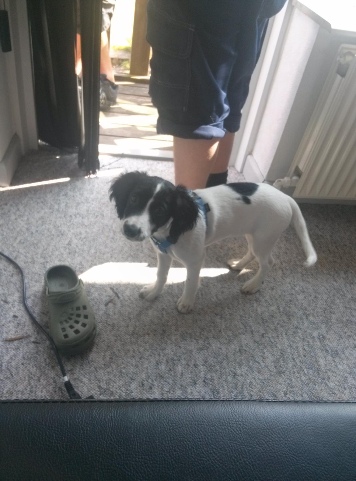 Blanding af racer Eddie Aka dynedyret billede 7