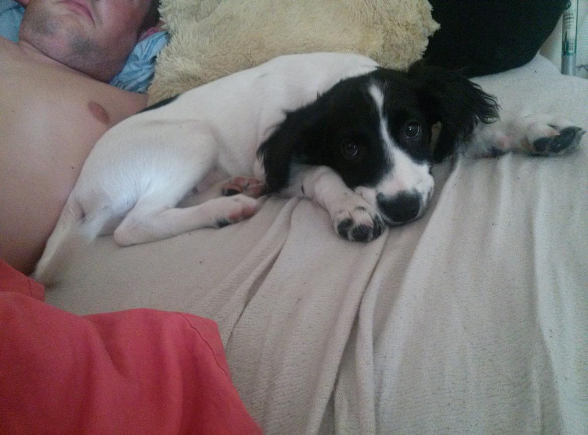 Blanding af racer Eddie Aka dynedyret billede 9