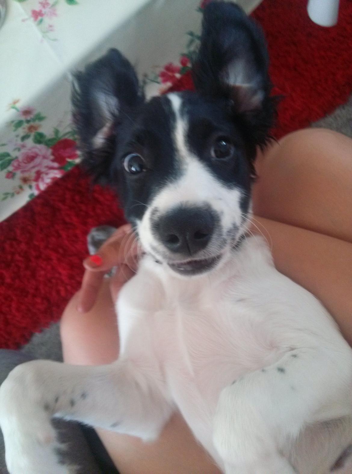 Blanding af racer Eddie Aka dynedyret billede 10