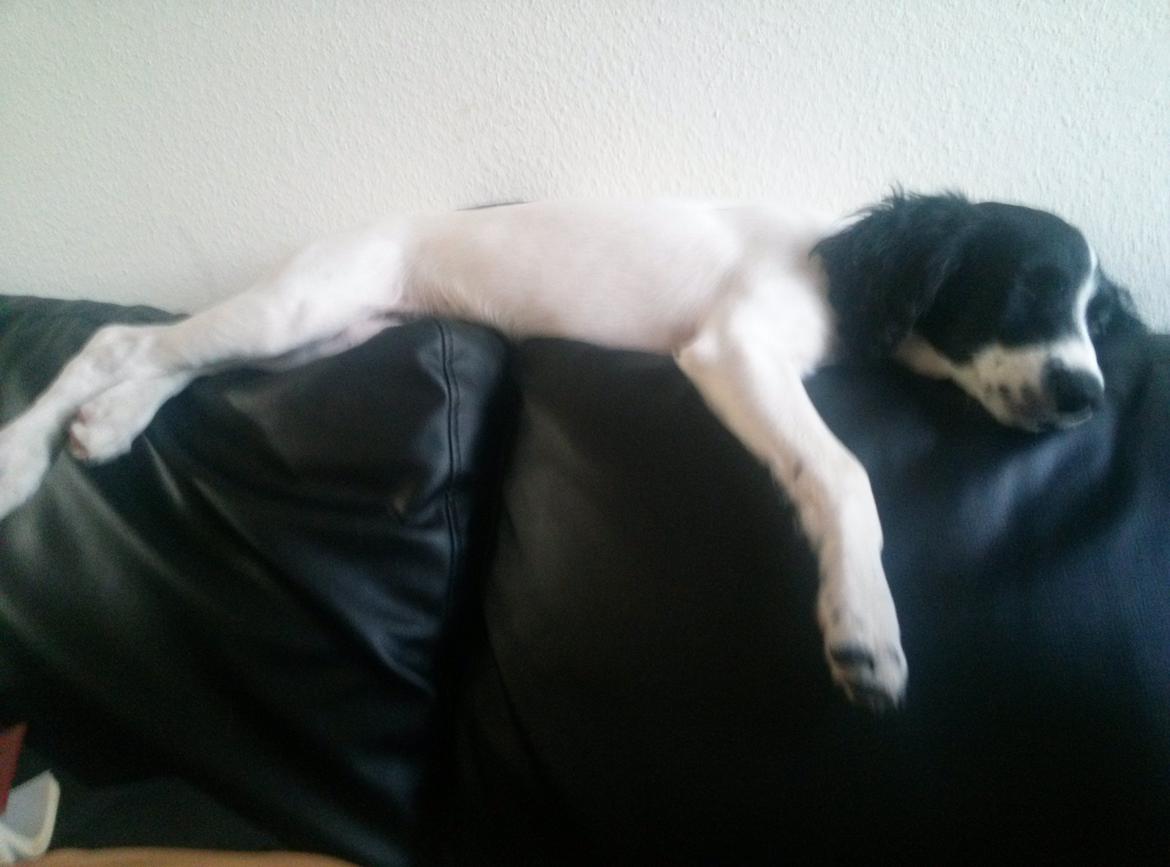 Blanding af racer Eddie Aka dynedyret billede 11