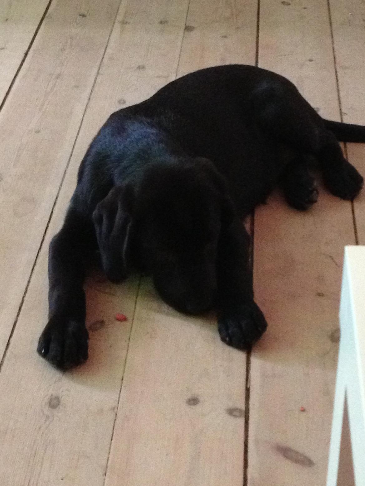 Labrador retriever sasja - man er træt når man ik er så gammel billede 3