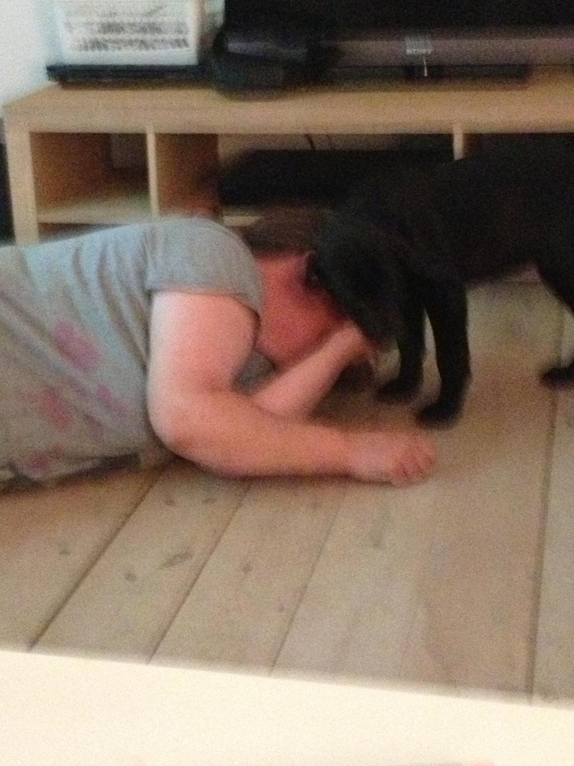 Labrador retriever sasja - du har alt for meget hår moar billede 4