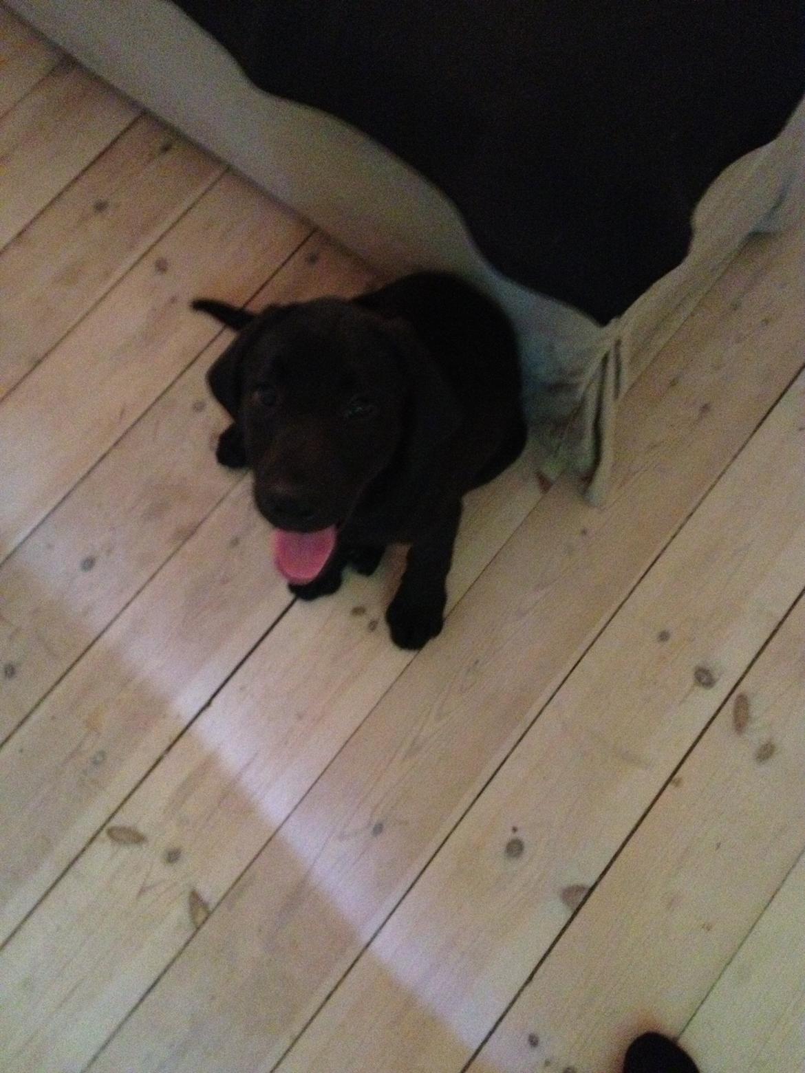 Labrador retriever sasja - iiih hvor er det varmt billede 2