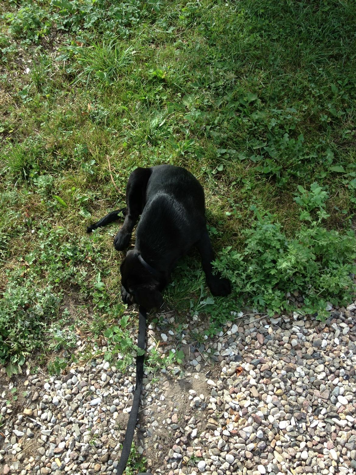 Labrador retriever sasja billede 10