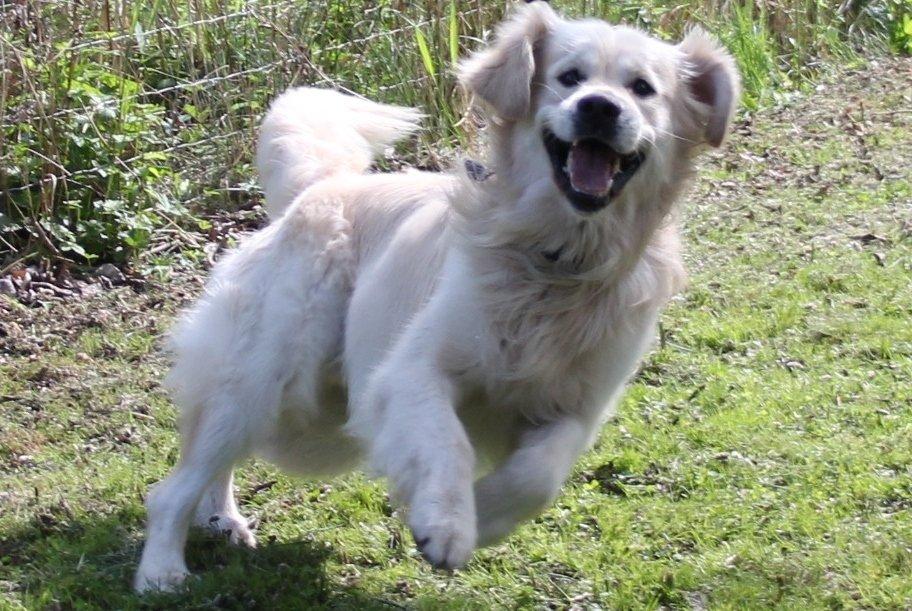 Golden retriever Margaux billede 4
