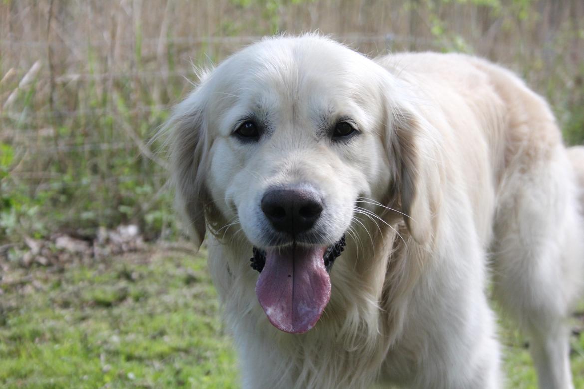 Golden retriever Margaux billede 5