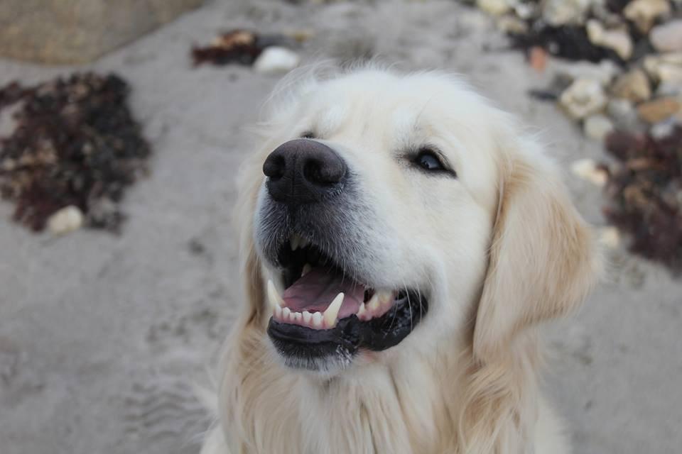 Golden retriever Margaux billede 10
