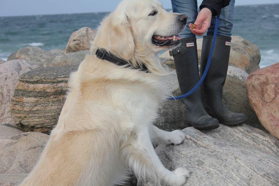Golden retriever Margaux billede 34