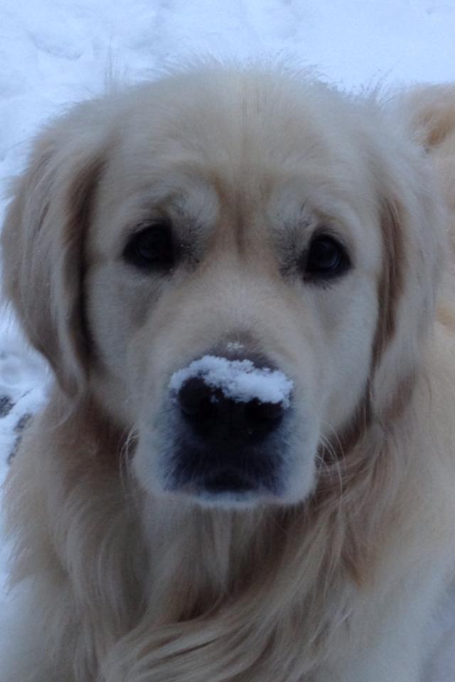 Golden retriever Margaux - Sne er dejligt. billede 14