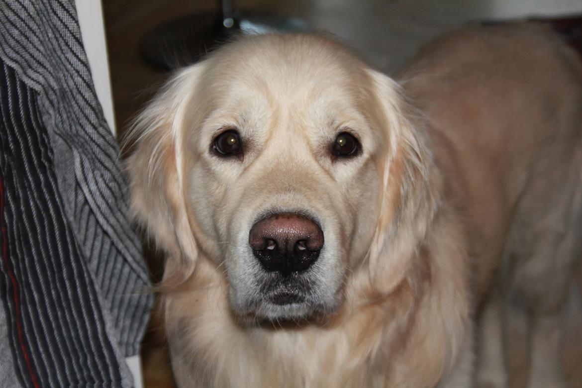 Golden retriever Margaux billede 28