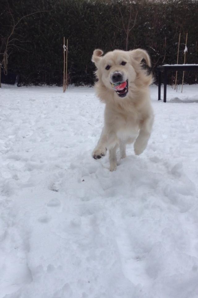 Golden retriever Margaux billede 27