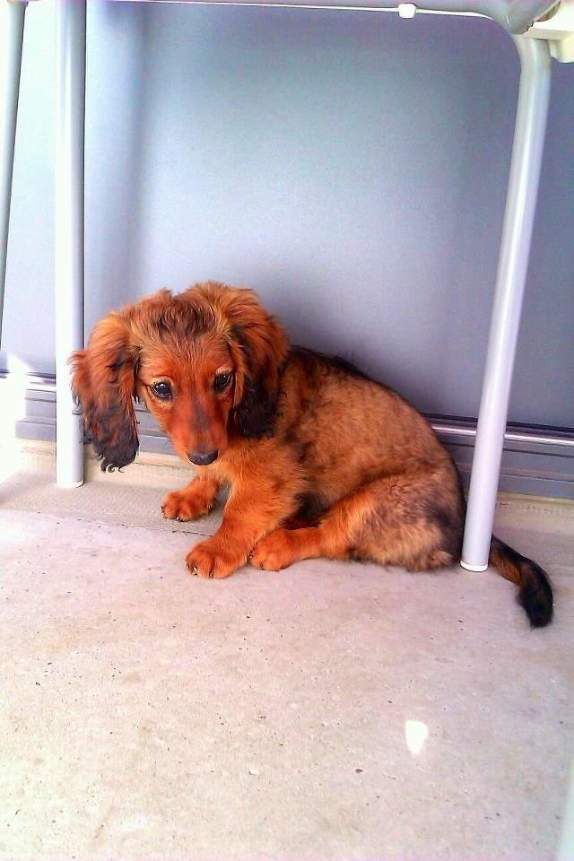 Gravhund Spot billede 1