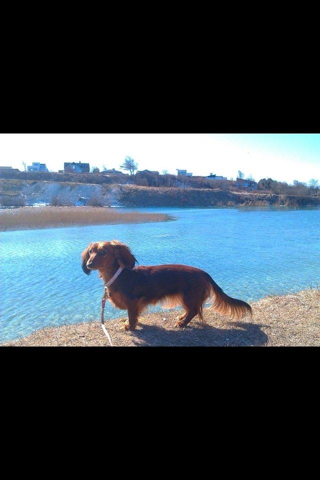 Gravhund Spot billede 2