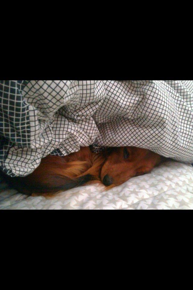 Gravhund Spot billede 3